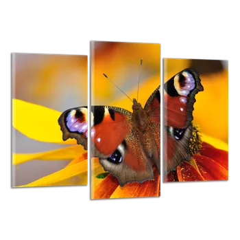 Obraz Obraz na plátně Motýl , třídílný 1067CX