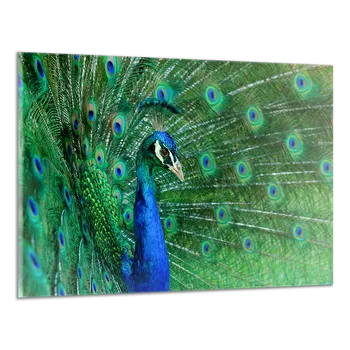 Obraz Obraz na plátně Páv , jednodílný 1406AX