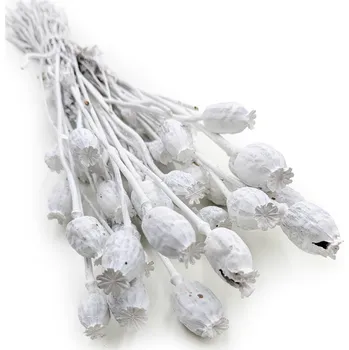 mech-mech.cz Sušený mák (Papaver) - Bílá