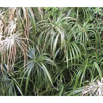 Sazenice AquaCarpio Šáchor střídavolistý (Cyperus alternifolius)