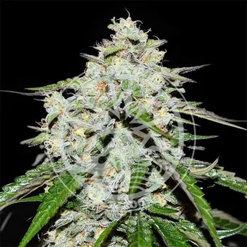 Semeno Delicious Seeds - Space Cookies Auto 5 ks