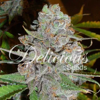 Semeno Delicious Seeds - La Diva Auto 1 ks