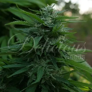 Semeno Delicious Seeds - Lord Kush 1 ks