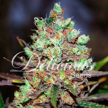 Semeno Delicious Seeds - Cotton Candy Kush 1 ks