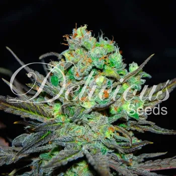Semeno Delicious Seeds - Eleven Roses 100 ks
