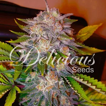 Semeno Delicious Seeds - Caramelo 5 ks