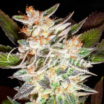 Semeno Delicious Seeds - Delicious Candy Auto 3 ks
