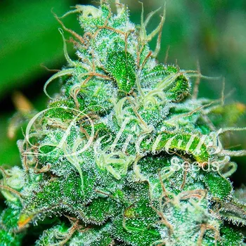 Semeno Delicious Seeds - Fruity Chronic Juice 3 ks