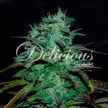 Semeno Delicious Seeds - Chocobang 1 ks