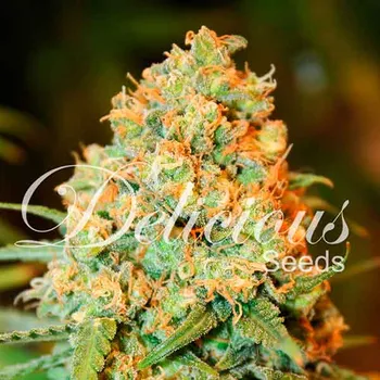 Semeno Delicious Seeds - Critical Super Silver Haze 3 ks