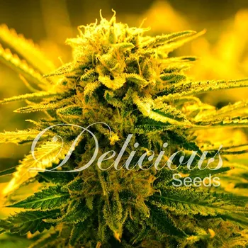Semeno Delicious Seeds - Sugar Black Rose Auto 1 ks