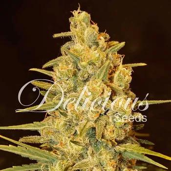 Semeno Delicious Seeds - Critical Sensi Star 1 ks