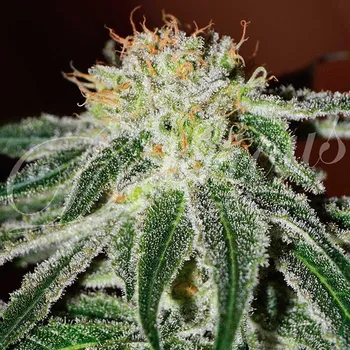 Semeno Delicious Seeds - Black Russian 1 ks