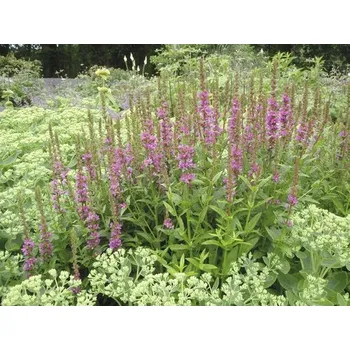 Květináč Kyprej vrbice Lythrum salicaria 'Robert' výška 5-60 cm květináč 0,5 l