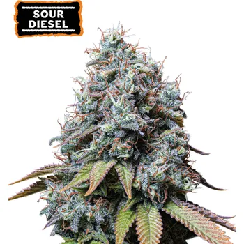 Semeno Seedstockers - Sour Diesel 25 ks