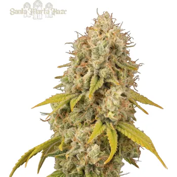 Semeno Seedstockers Superior - Santa Marta Haze 1 ks