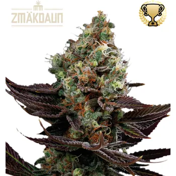 Semeno Seedstockers Superior - Zmäkdaun 25 ks