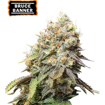 Semeno Seedstockers - Bruce Banner 3 ks