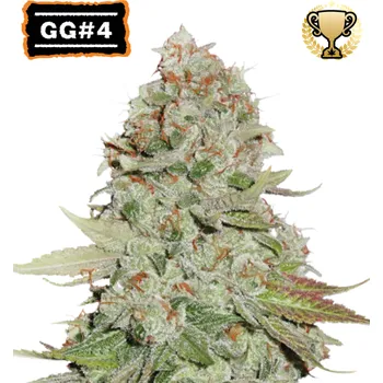 Semeno Seedstockers - GG #4 (Gorilla Glue) 3 ks