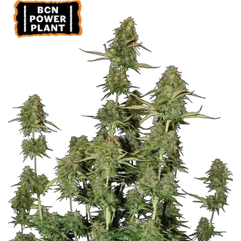 Semeno Seedstockers - BCN Power Plant Auto 3 ks