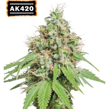 Semeno Seedstockers - AK420 5 ks