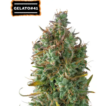 Semeno Seedstockers - Gelato 41 Auto 5 ks