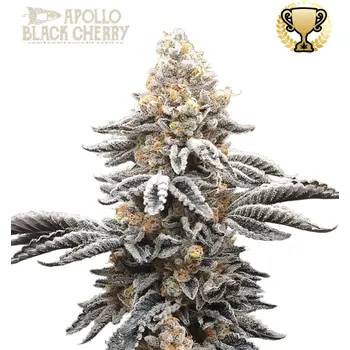 Semeno Seedstockers Superior - Apollo Black Cherry 1 ks