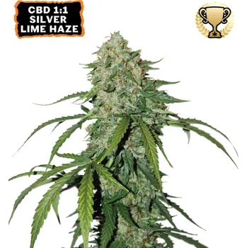 Semeno Seedstockers - CBD 1:1 Silver Lime Haze Auto 1 ks