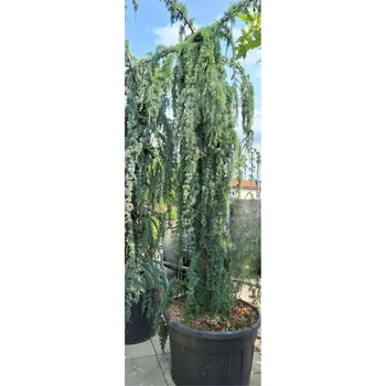 Sazenice Cedr atlaský 'Glauca Pendula' 250-300cm (kontejner) 180l