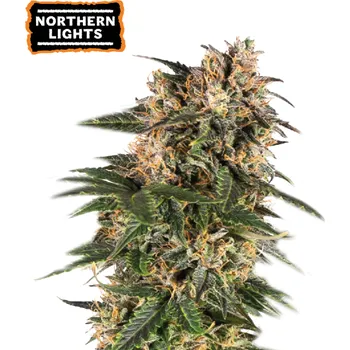 Semeno Seedstockers - Northern Lights Auto 1 ks