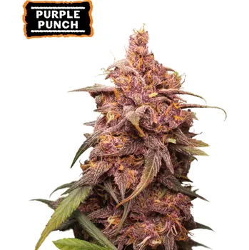 Semeno Seedstockers - Purple Punch 1 ks