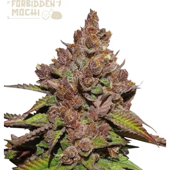 Semeno Seedstockers Superior - Forbidden Mochi Fast 5 ks