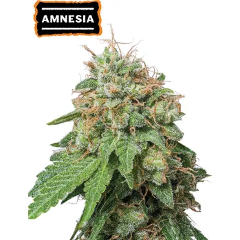 Semeno Seedstockers - Amnesia Auto 1 ks