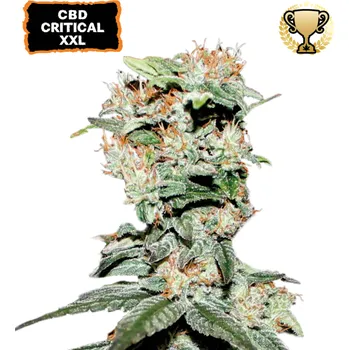 Semeno Seedstockers - CBD Critical XXL 5 ks