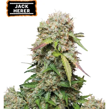 Semeno Seedstockers - Jack Herer Auto 25 ks