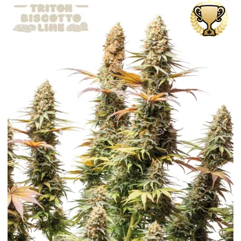 Semeno Seedstockers Superior - Triton Biscotto Lime 3 ks