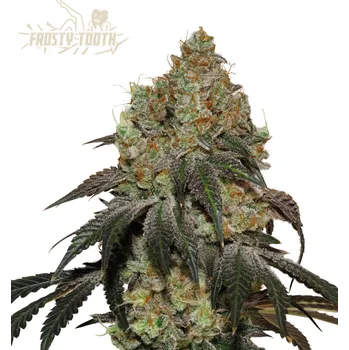 Semeno Seedstockers Superior - Frosty Tooth 3 ks