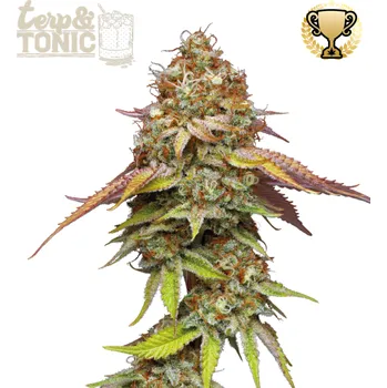 Semeno Seedstockers Superior - Terp & Tonic 3 ks