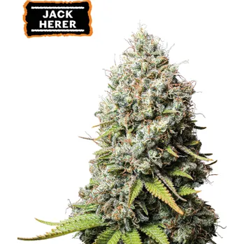 Semeno Seedstockers - Jack Herer 25 ks