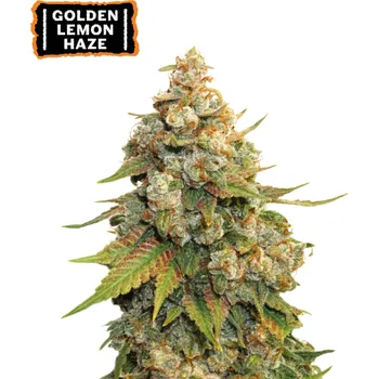 Semeno Seedstockers - Golden Lemon Haze 5 ks