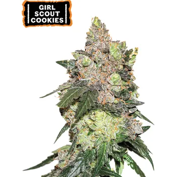 Semeno Seedstockers - Girl Scout Cookies 1 ks