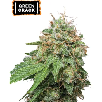 Semeno Seedstockers - Green Crack Auto 25 ks