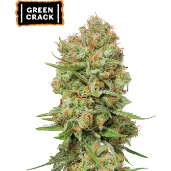 Semeno Seedstockers - Green Crack 100 ks