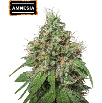 Semeno Seedstockers - Amnesia 25 ks