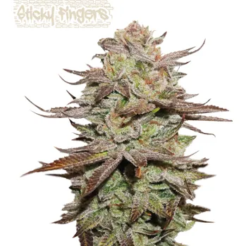 Semeno Seedstockers Superior - Sticky Fingers Auto 3 ks