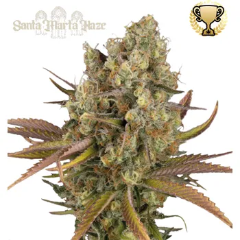 Semeno Seedstockers Superior - Santa Marta Haze Auto 3 ks