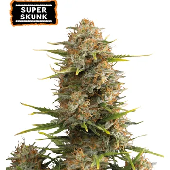 Semeno Seedstockers - Super Skunk Auto 1 ks