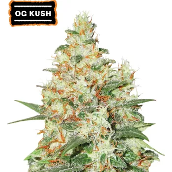 Semeno Seedstockers - O.G. Kush Auto 1 ks