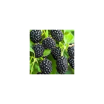 Sazenice Rubus fruticosus Čačanská beztrnná 20/30 cm