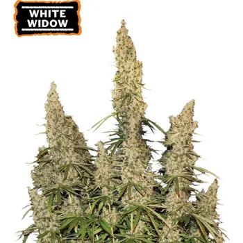 Semeno Seedstockers - White Widow Auto 1 ks